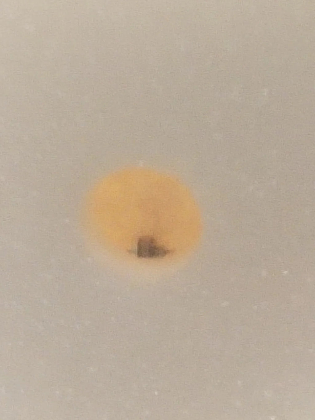 NOS Seiko Step Rotor Parts 4146 036/(1pc