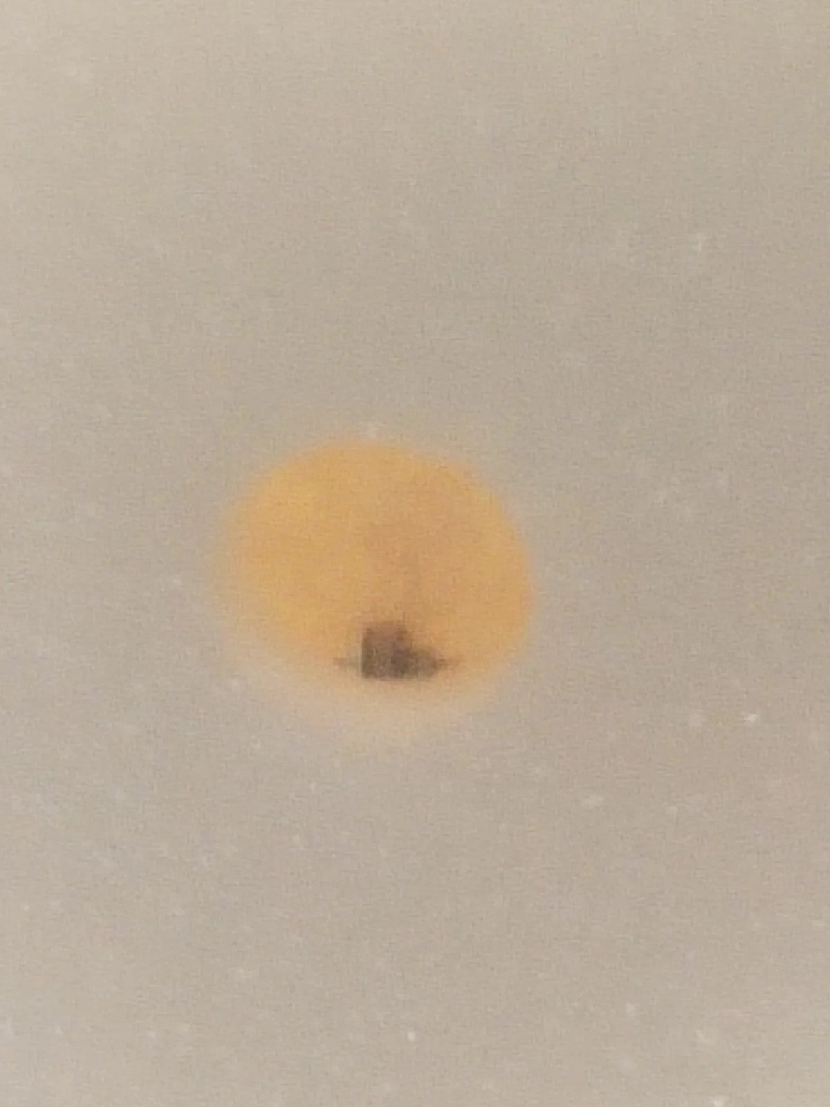 NOS Seiko Step Rotor Parts 4146 036/(1pc