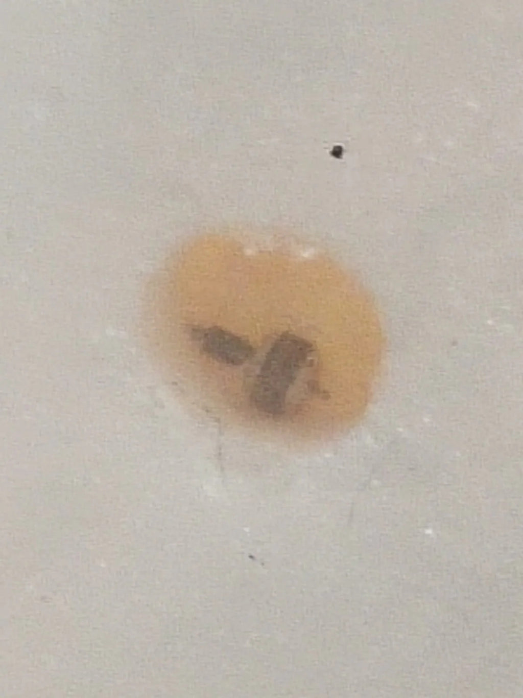 NOS Seiko Step Rotor Parts 4146 480/(1pc