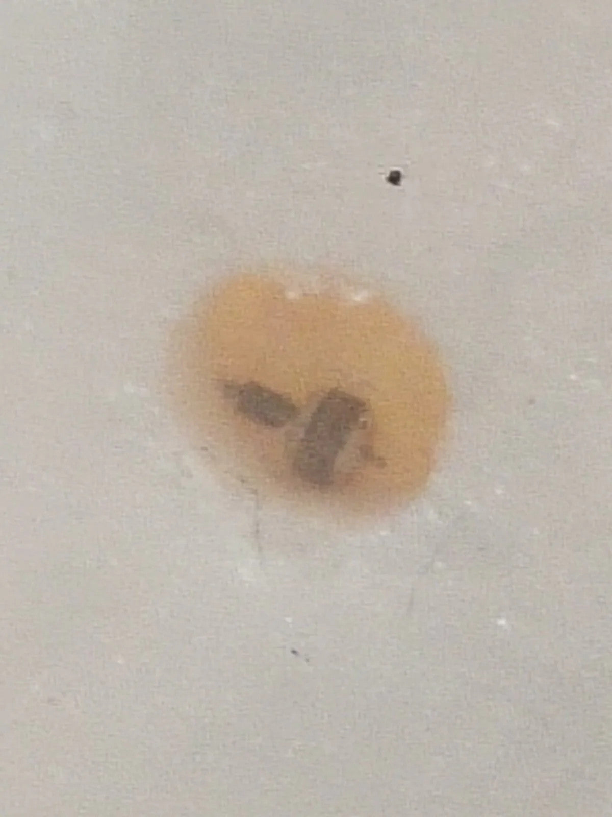 NOS Seiko Step Rotor Parts 4146 480/(1pc