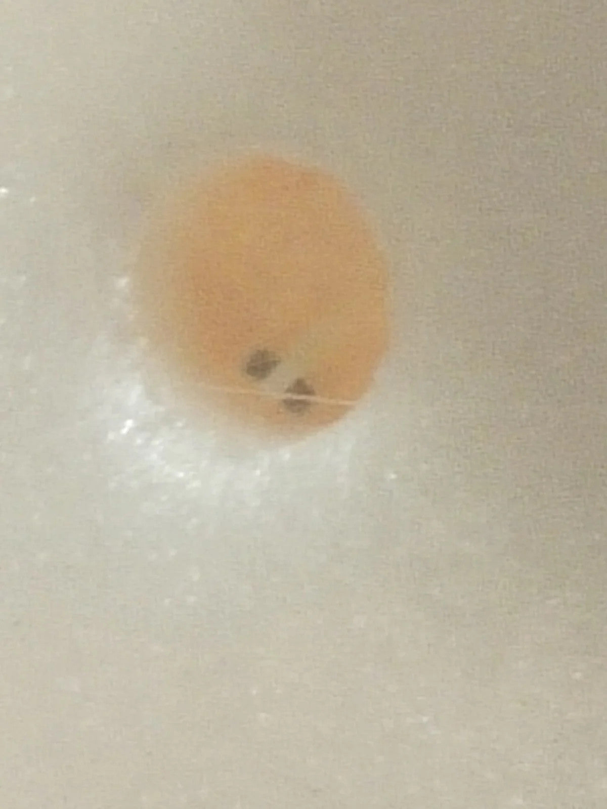 NOS Seiko Step Rotor Parts 4146 046/(1pc