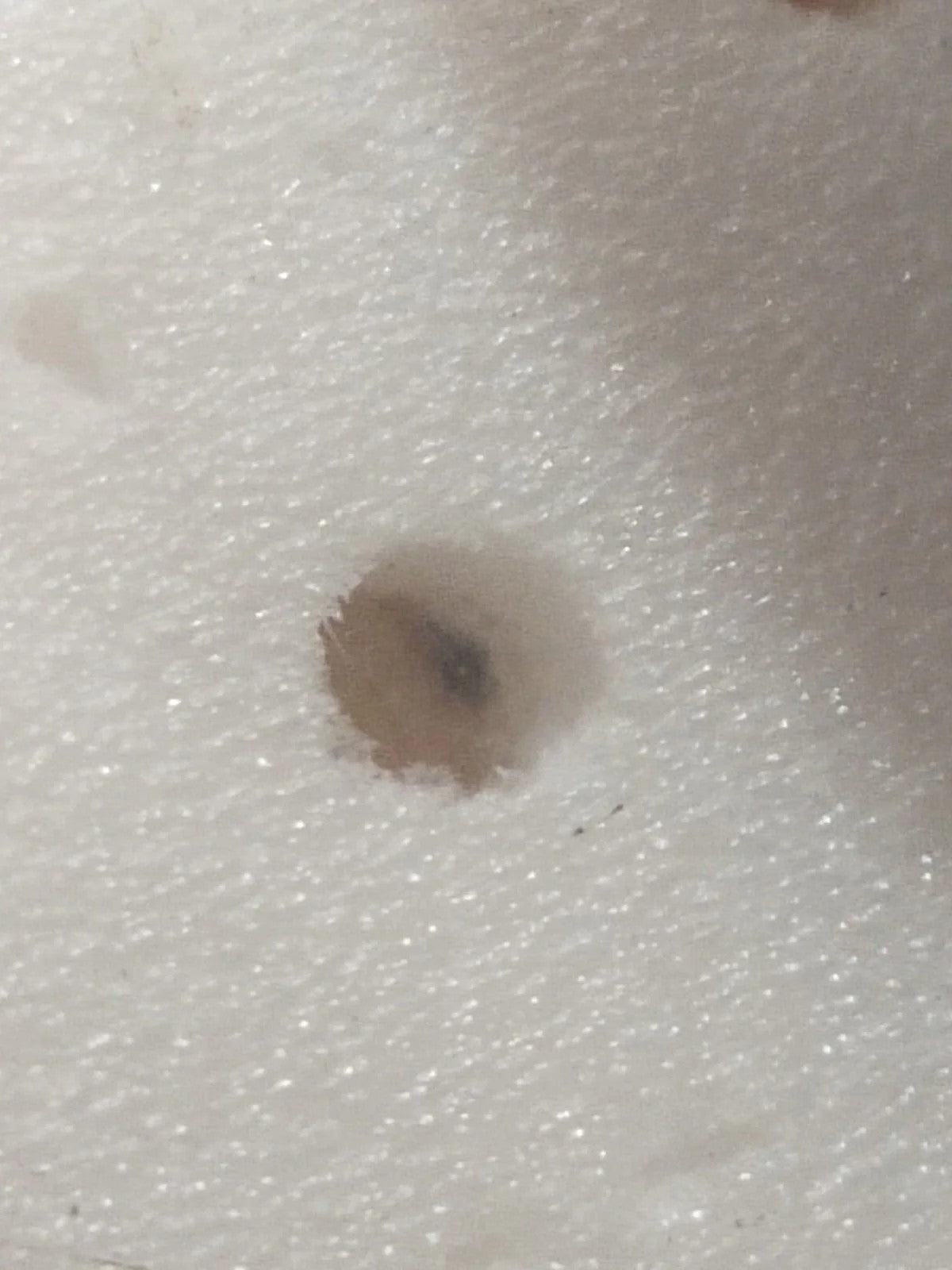 NOS Seiko Step Rotor Parts 4146 031/(1pc