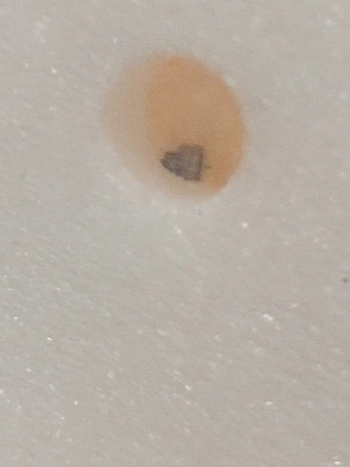 NOS Seiko Step Rotor Parts 4146 042/(1pc